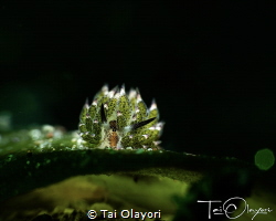 A favorite in amongst macro lovers.
This sheep Nuru was ... by Tai Olayori 